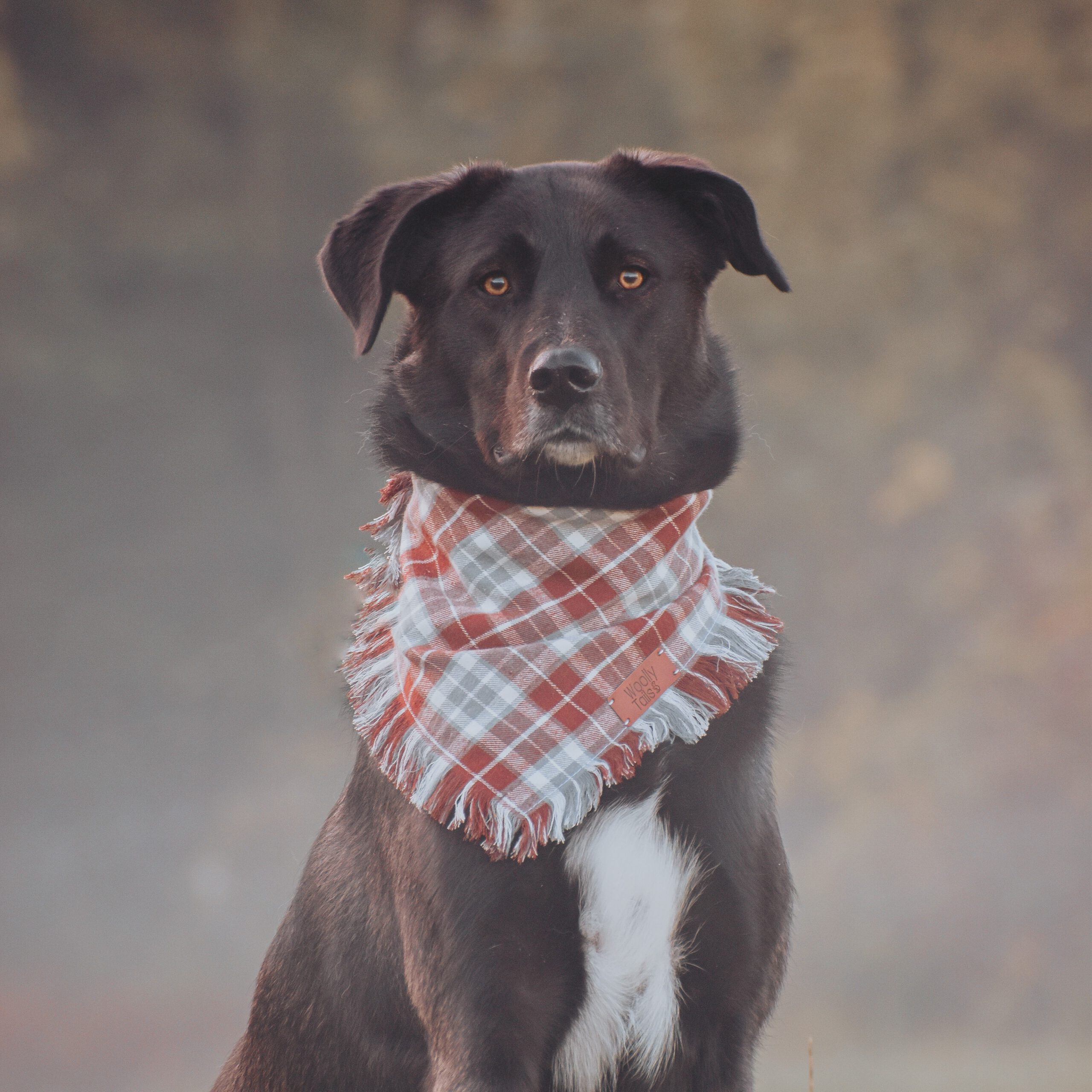 verhaal Nederigheid Bekwaamheid Mode & accesoires voor honden | Woollytails