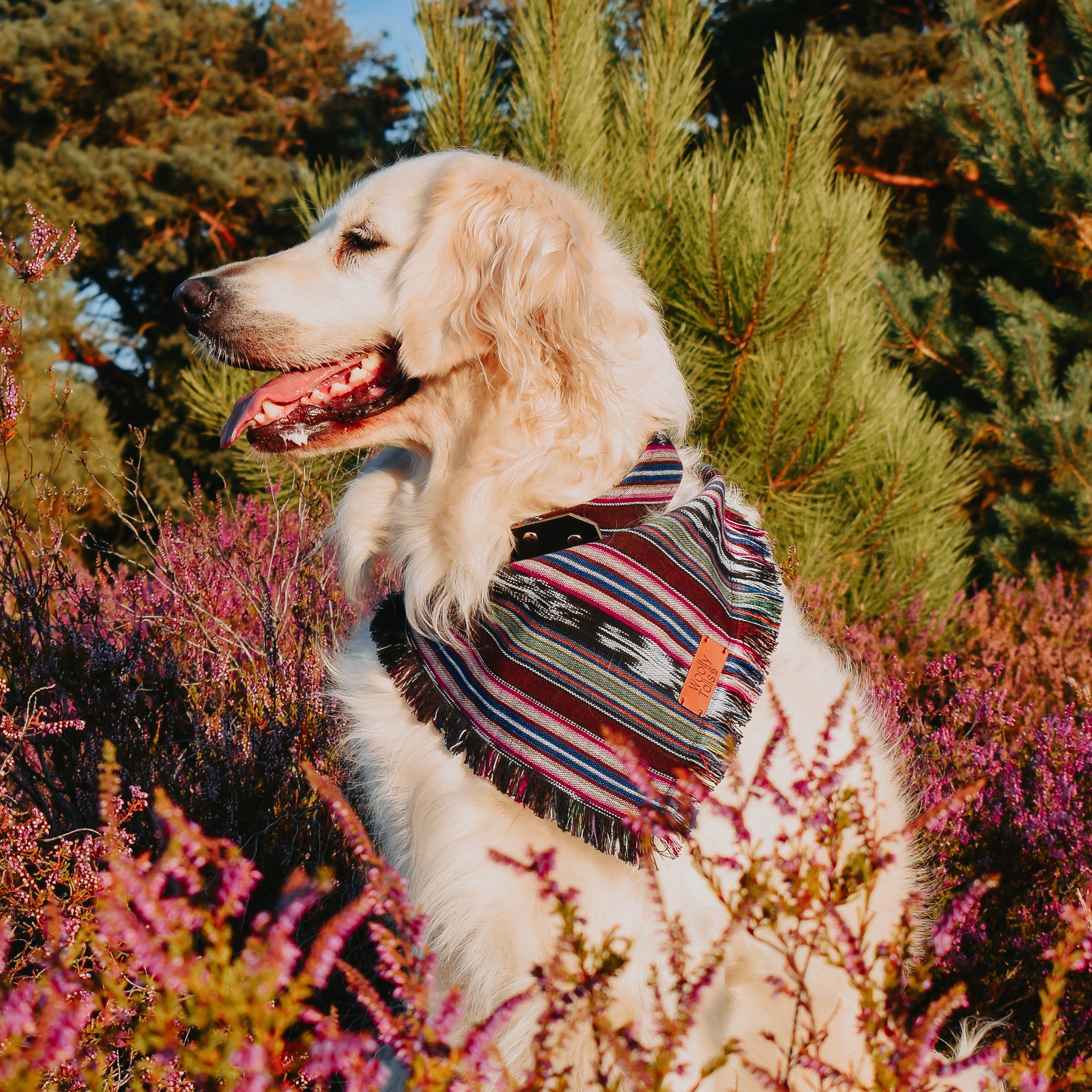 Telegraaf Aanhoudend huiselijk Mode & accesoires voor honden | Woollytails
